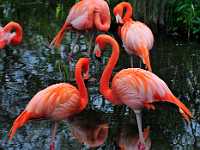 Cal14 Flamingo 3491